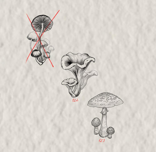 Mushrooms